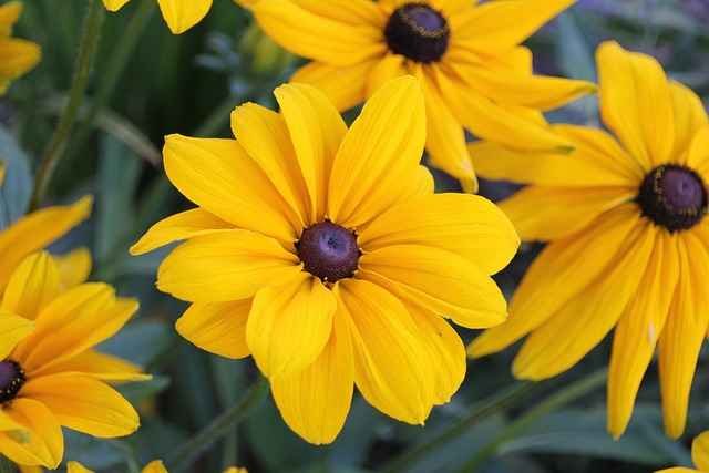 How to Plant Black Eyed Susan Care? - Grow Black Eyed Susan