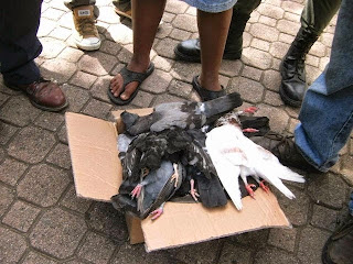 Decenas de palomas mueren envenenadas en Parque Duarte SFM