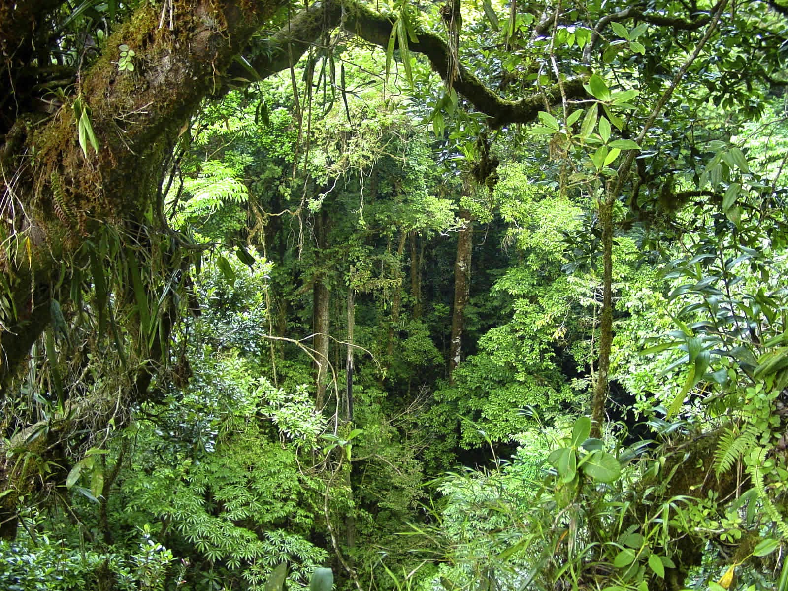 Fenomena Pemandangan Hutan Yang Menakjubkan Suka Berpetualang