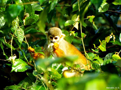 Macaco de Cheiro, Mão de Ouro, Saimiri sciureus, Macaco, macacos da amazônia, Saimiri, Monkey, mico, animal, que bicho é, macaco alimentando