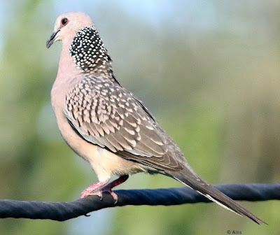 "Spotted Dove - Streptopelia chinensis displaying mating maneuver."