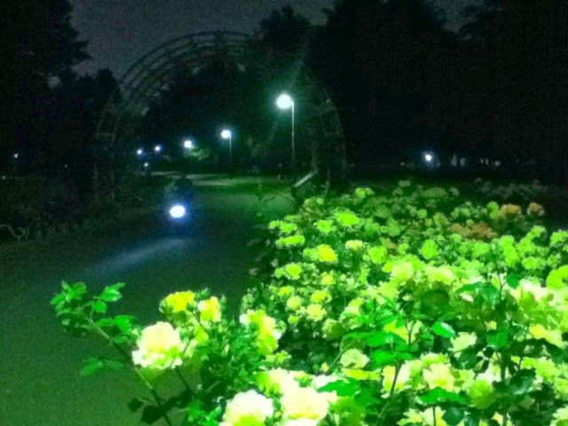 山とランニングの日記 夜のバラ 代々木公園ナイトラン
