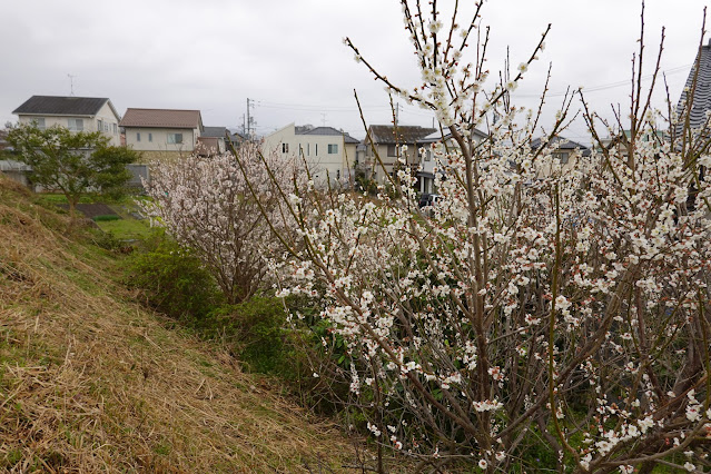 鳥取県米子市河岡 緑ヶ丘グリーンハイツ 早咲きの桜