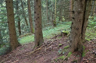 Image of three coniferous trees in the mountain forest of Col de la Forclaz