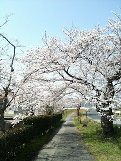 三次の桜の写真