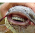 (See Photo) Fish With Human Teeth Caught 