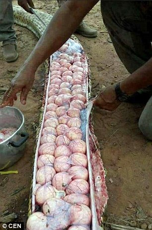 Nigerian Villagers Kill Gigantic Snake Filled With Eggs After They Thought It Had Eating Their Cow