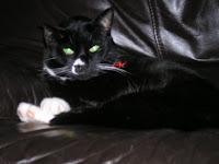 black_and_white_moggy_Tinker