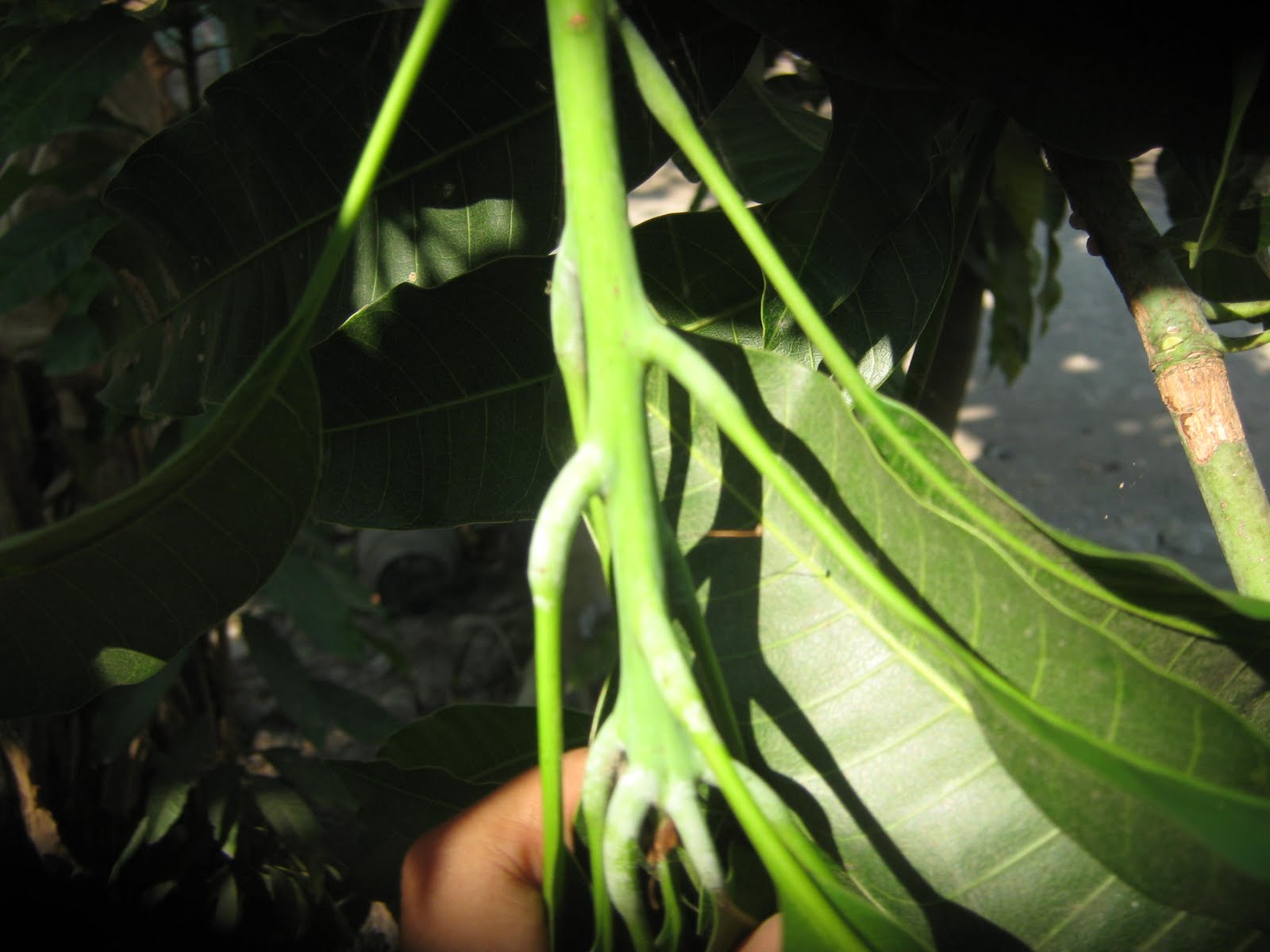 KLASIFIKASI TUMBUHAN BERBIJI Mangga Mangifera indica 