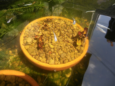 √無料でダウンロード！ 睡蓮 植え替え 夏 630152