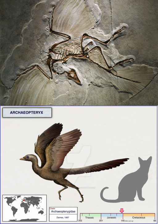 Esqueleto fósil y reconstrucción paeloartística de Archaeopteryx spp.