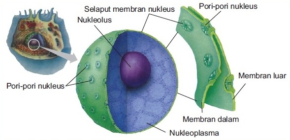 Pengertian dan Fungsi Inti Sel  Nukleus simpleNEWS05