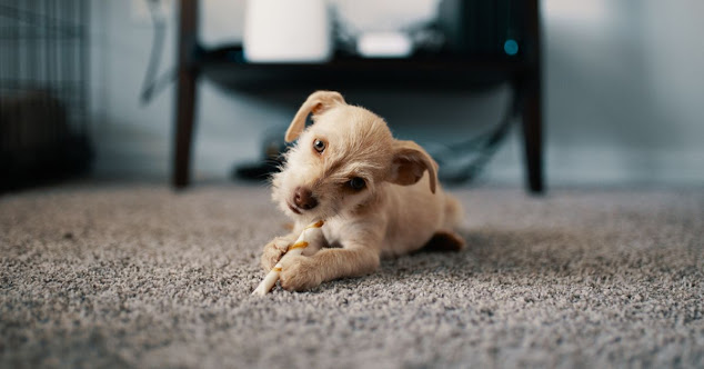 Protect your carpet from dogs