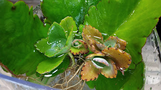 Kalanchoe Pinnata