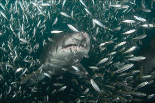 lunch for the shark