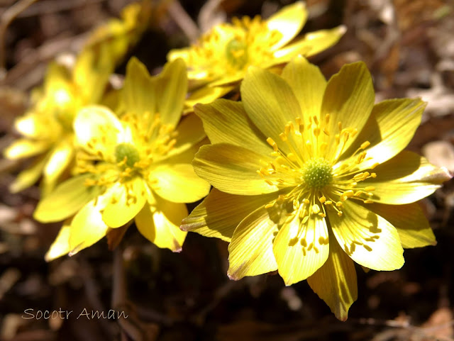 Adonis multiflola