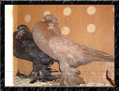 Pouter Pigeons for sale