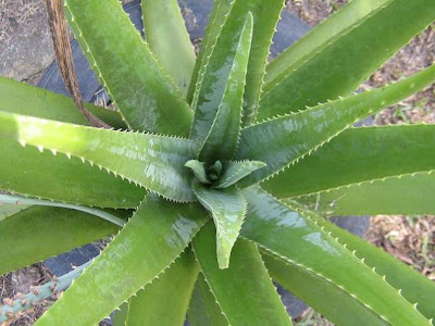 Benefit of Aloe Vera