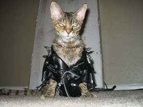 Funny cats - part 84 (40 pics + 10 gifs), gangster cat wears leather jacket