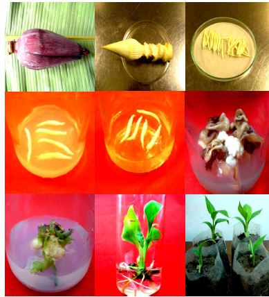 In vitro plant regeneration from male flowers of banana