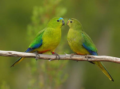 The Worlds Rarest Birds 2 006%255B3%255D Foto Foto Mengagumkan Dari Pemenang Kompetisi Fotografi Internasional Tentang Burung Paling Langka Di Dunia