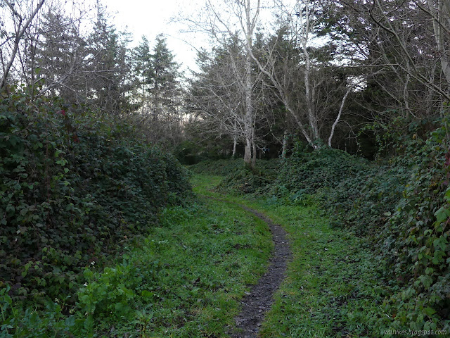 thick blackberries among alder trees