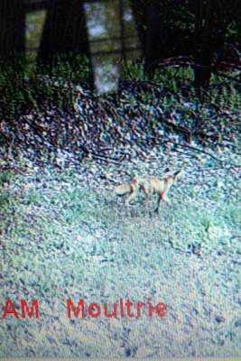 mangy fox caught on trail cam