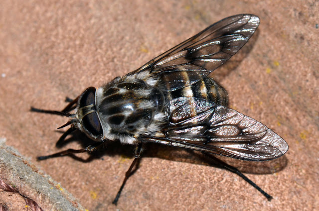 5 Ways to Get Rid of Flies