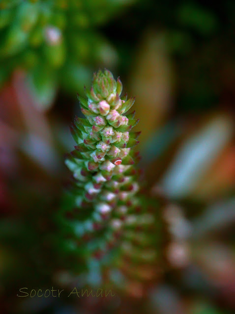 Orostachys japonica