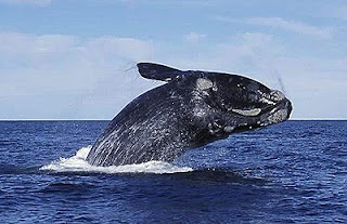 Whale Watching - Whale Behaviour Climate