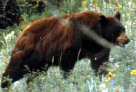 european brown bear romania brasov zizin craiova