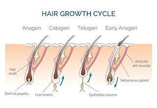 *"Science-backed hair growth cycle - DHT blocking, scalp stimulation & nutrition for faster growth"*