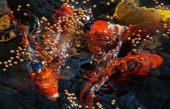  Pakan Ikan Koi  Ikan  Koi 