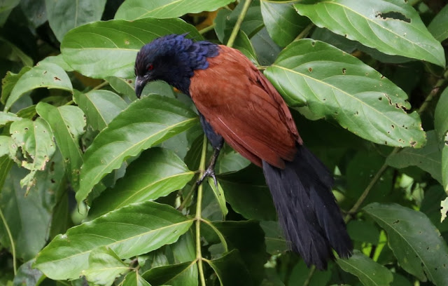 Tanda Burung Bubut Jawa di Sekitar Rumah Yang Sering Bunyi