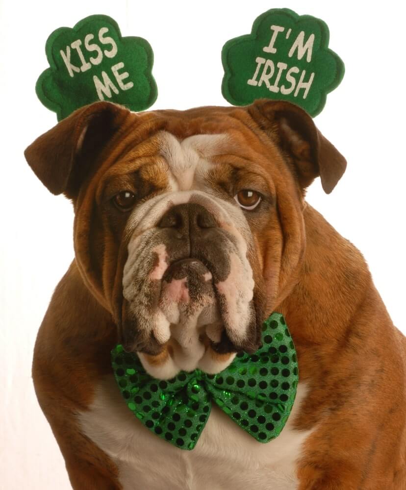 Funny St Patricks Day Pictures