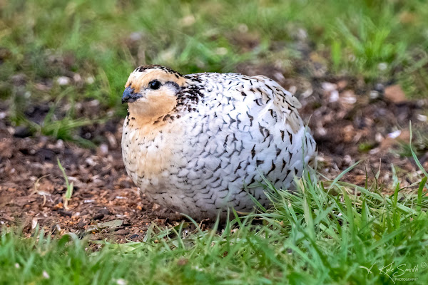 Bobwhite quail