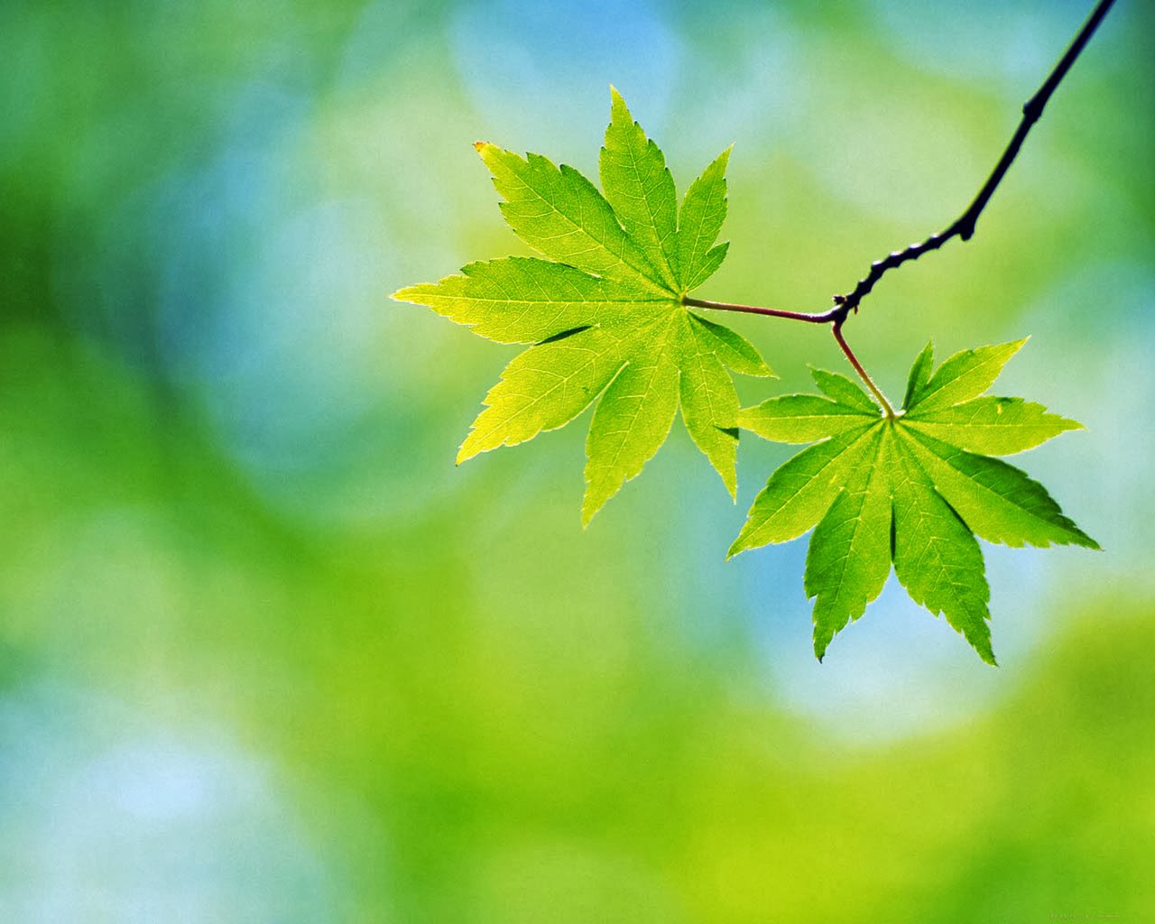 Spring Desktop HD Wallpapers Spring Desktop HD Wallpapers