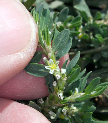 Knotgrass, Polygonum aviculare.  Orpington Field Club visit to Lullingstone Country Park.  13 August 2011.