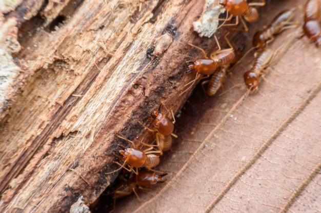 Termites Removal in NYC 