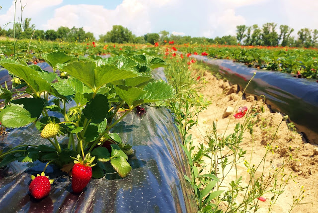 Recogiendo fresas en Finca Monjarama