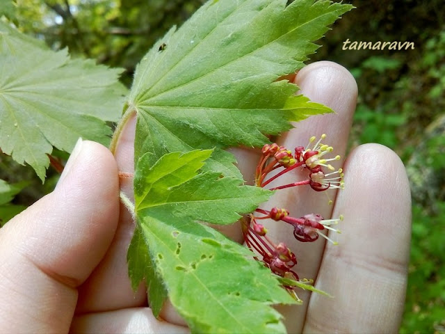 Клён ложнозибольдов (Acer pseudosieboldianum)