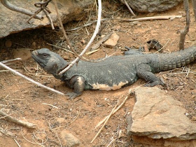 Lagarto de cola espinosa de Egipto Uromastyx egyptia