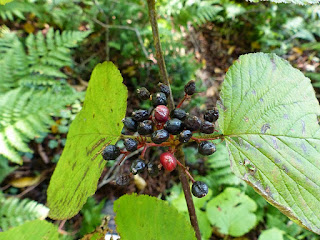 Viorne à feuilles d'Aulne - Bois d'Orignal - Viburnum lantanoides