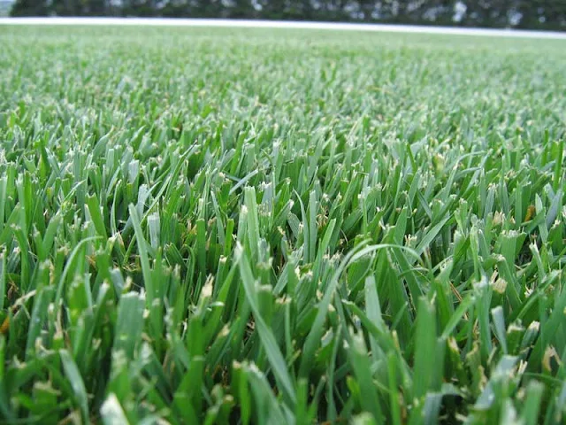 fescue,fescue lawn,types of fescue,fine fescues,fine fescue vs tall fescue,fine leaf fescue,types of fescue grass,red fescue vs tall fescue,fescue turfgrass,growing fescue grass,what is fescue