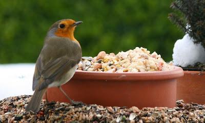 Rotkehlchen