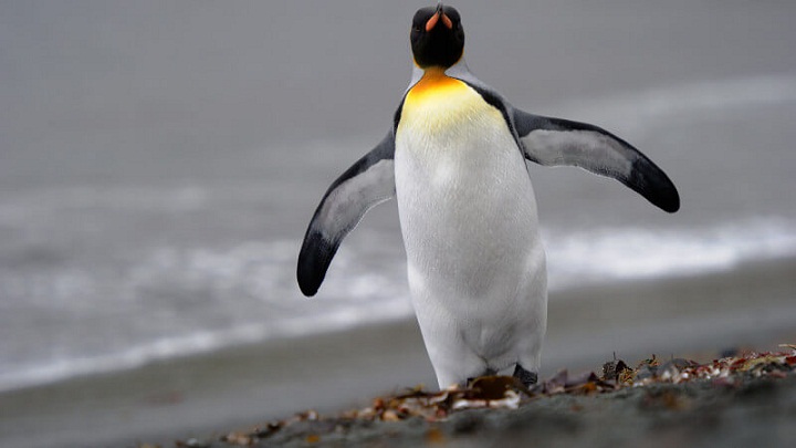Cara Unik Penguin Dalam Memelihara Telurnya