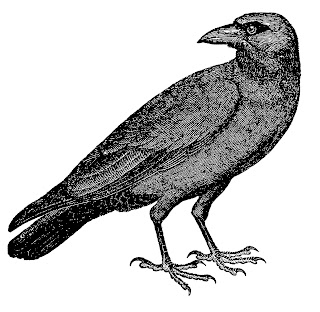 crow halloween illustration artwork drawing image