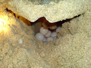 Olive Ridley Turtle Laying eggs