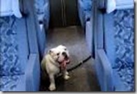 cane treno