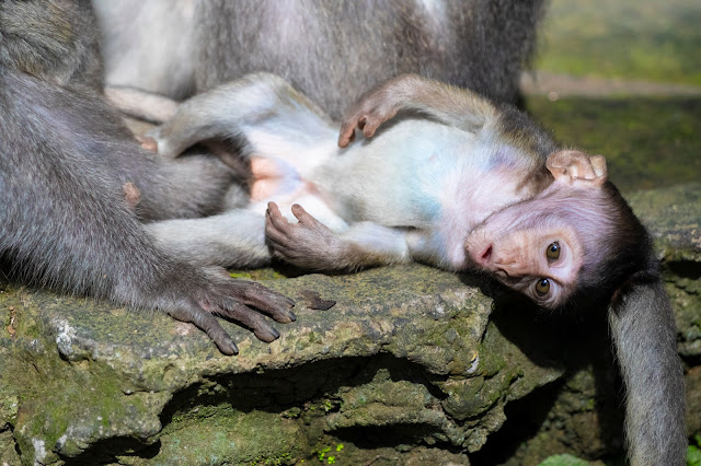 Scimmia nella Monkey forest-Ubud-Bali